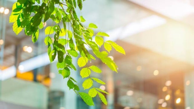 green leaves
