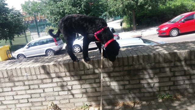 Spanish Water Dog balancing on a fence