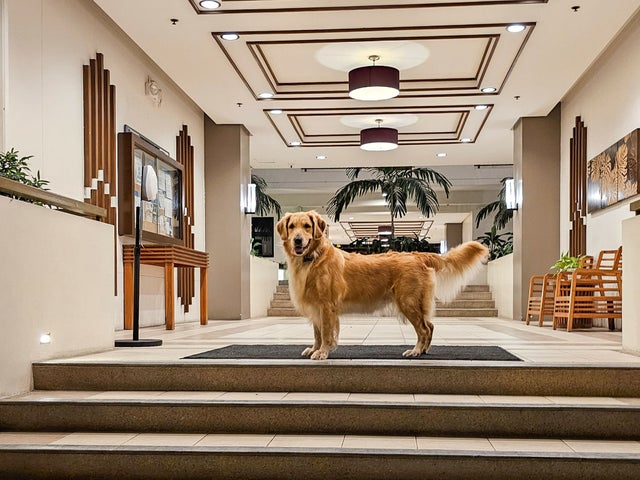 A Golden Retriever in a building lobby