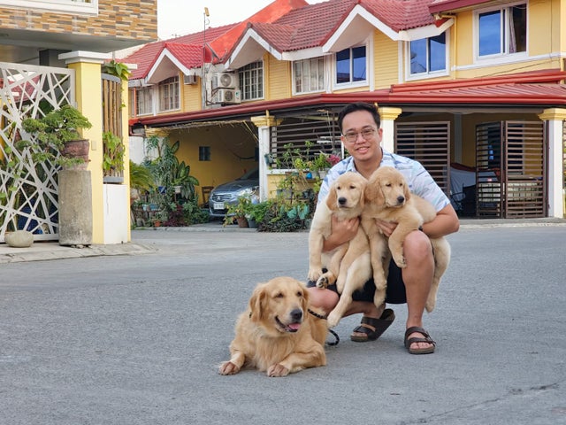 A Golden Retriever mom, two puppies and a man holding them