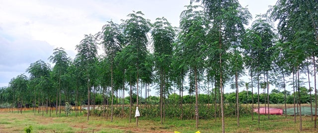 Wild-neem-plantation